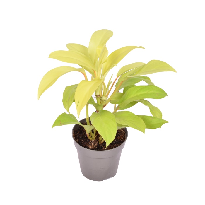 Okrasné pokojové rostliny - Filodendron 'Malay Gold' květináč 12cm