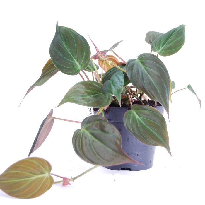 Okrasné pokojové rostliny - Filodendron 'Micans' květináč 12cm