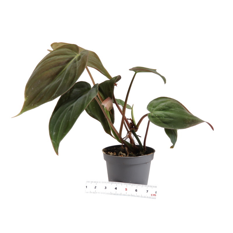 Okrasné pokojové rostliny - Filodendron 'Micans' květináč 6cm