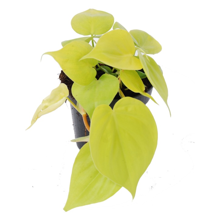 Okrasné pokojové rostliny - Filodendron 'Micans Lime' květináč 12cm