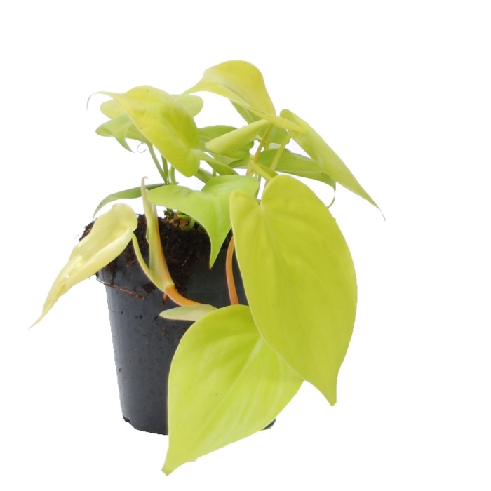 Filodendron 'Micans Lime' květináč 12cm-0