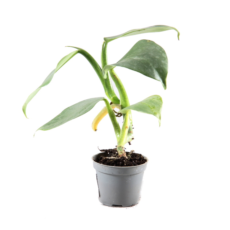 Okrasné pokojové rostliny - Filodendron mix květináč 6cm