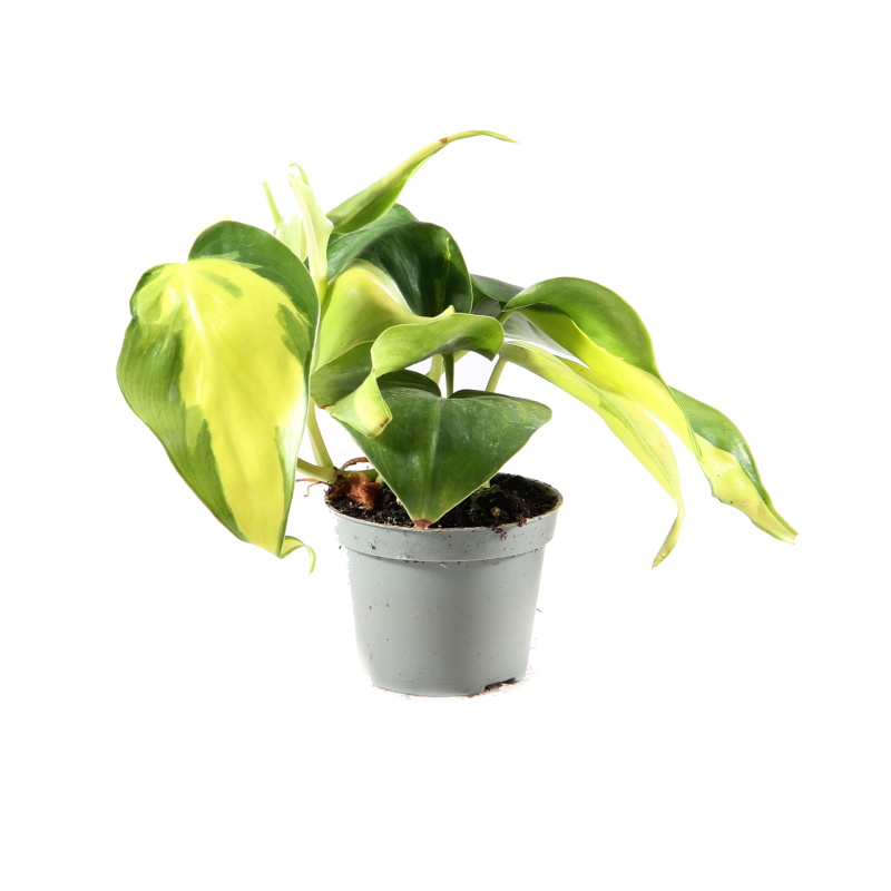 Okrasné pokojové rostliny - Filodendron Neon květináč 6cm