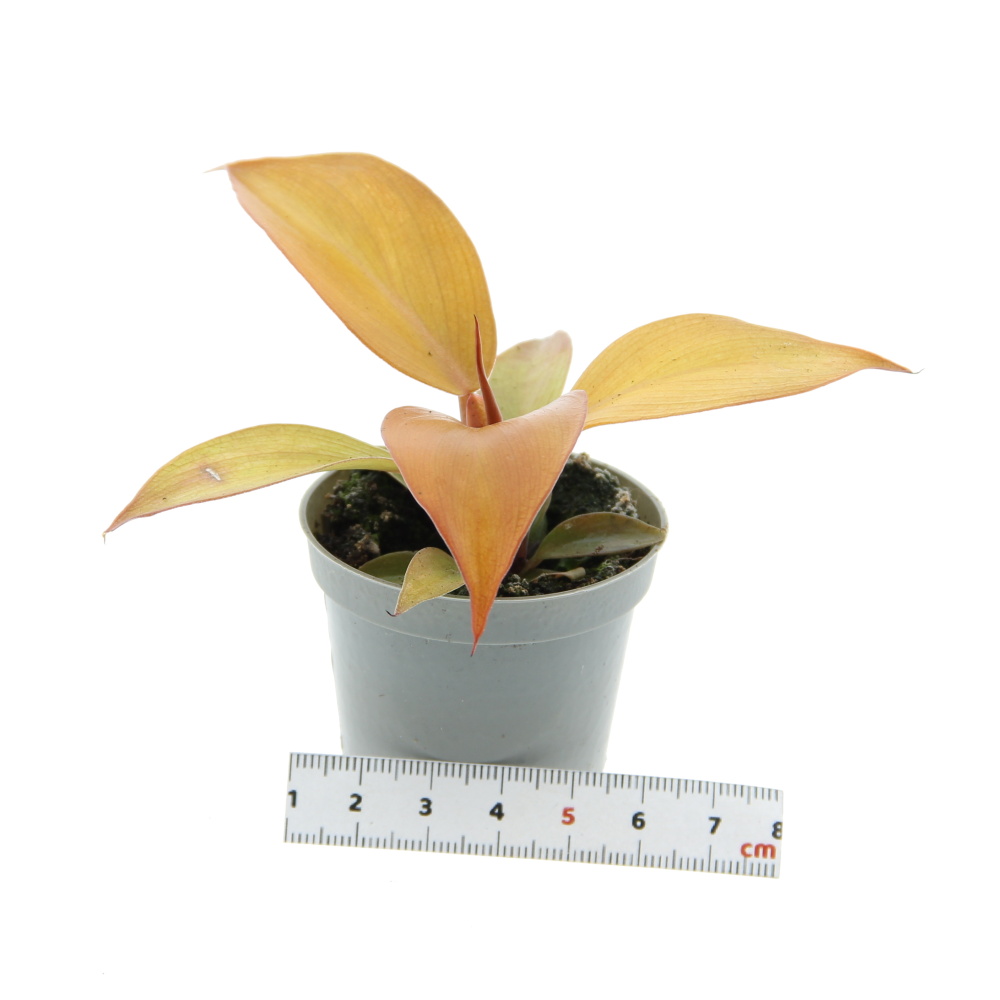 Okrasné pokojové rostliny - Filodendron 'Orange' květináč 6cm