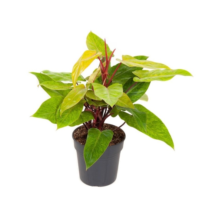 Pokojové rostliny okrasné listem - Filodendron 'Painted Lady' květináč 24cm