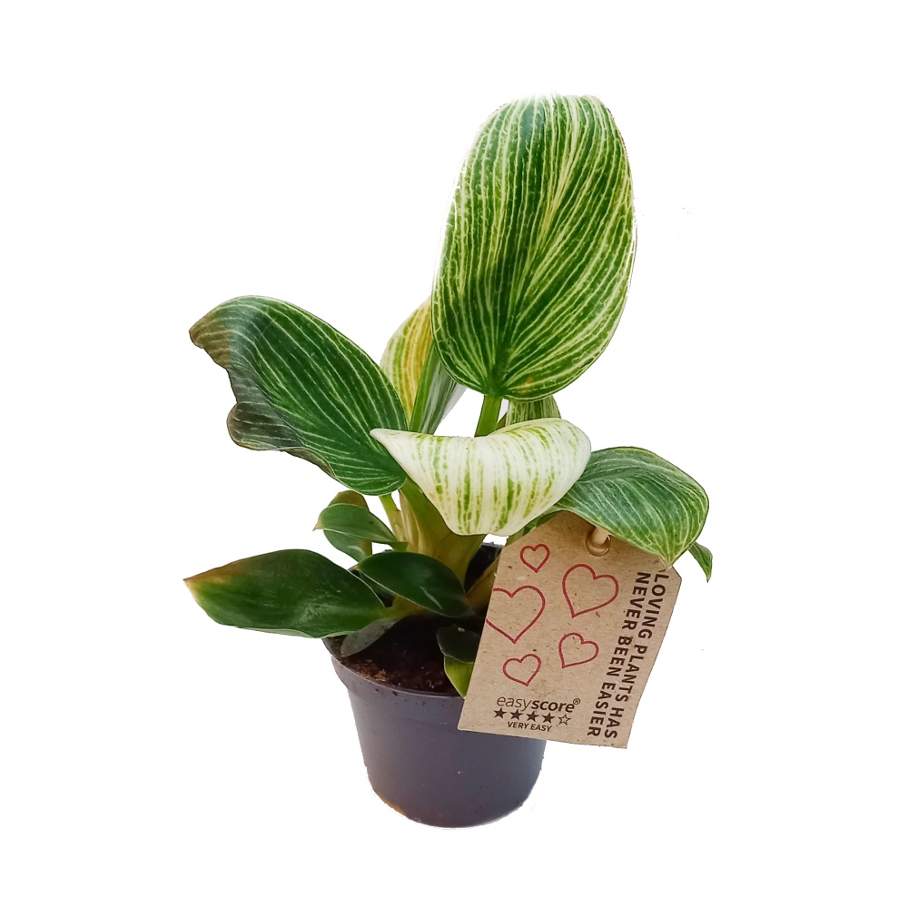 Okrasné pokojové rostliny - Filodendron Peridot květináč 6cm