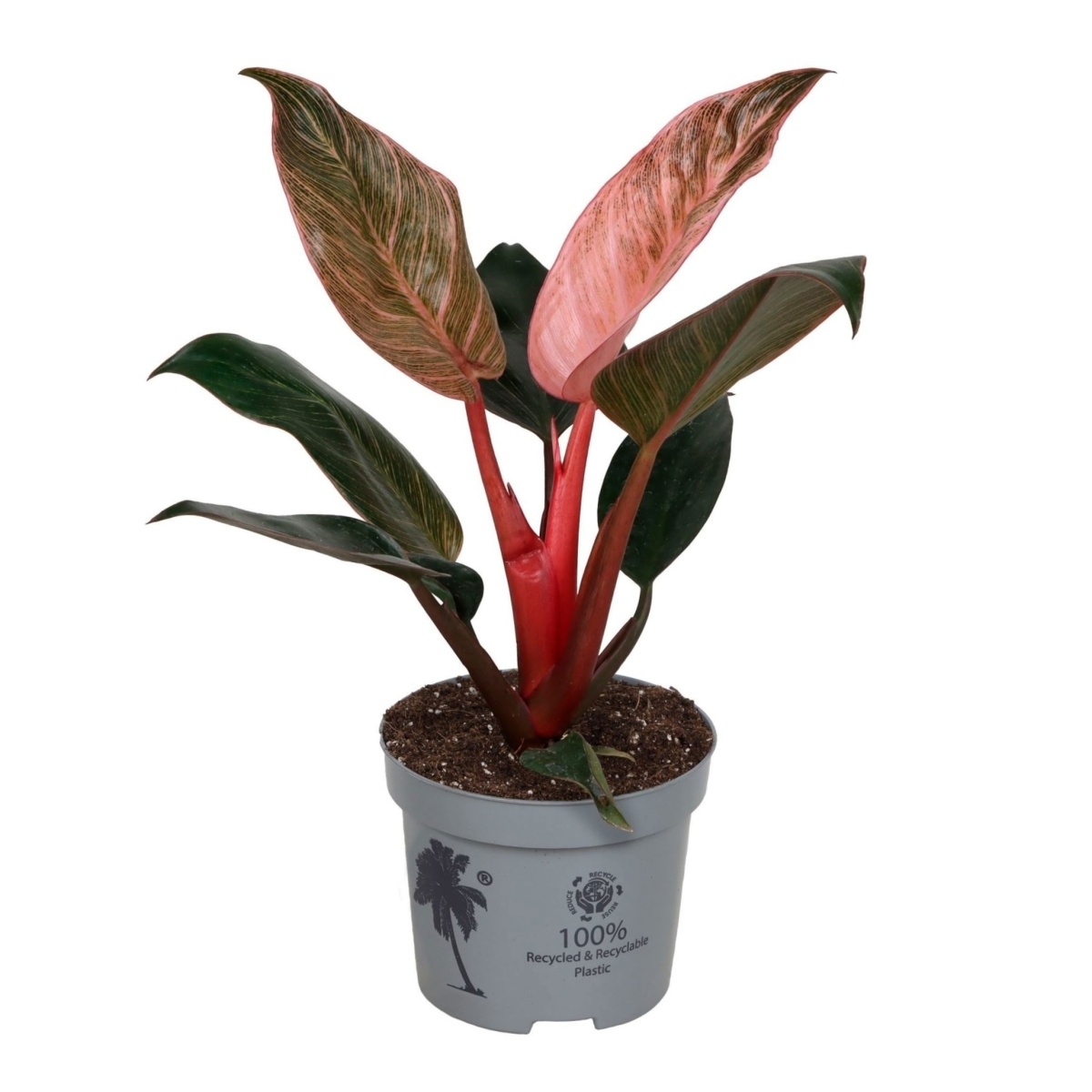Okrasné pokojové rostliny - Filodendron Pink Bikini květináč 12cm