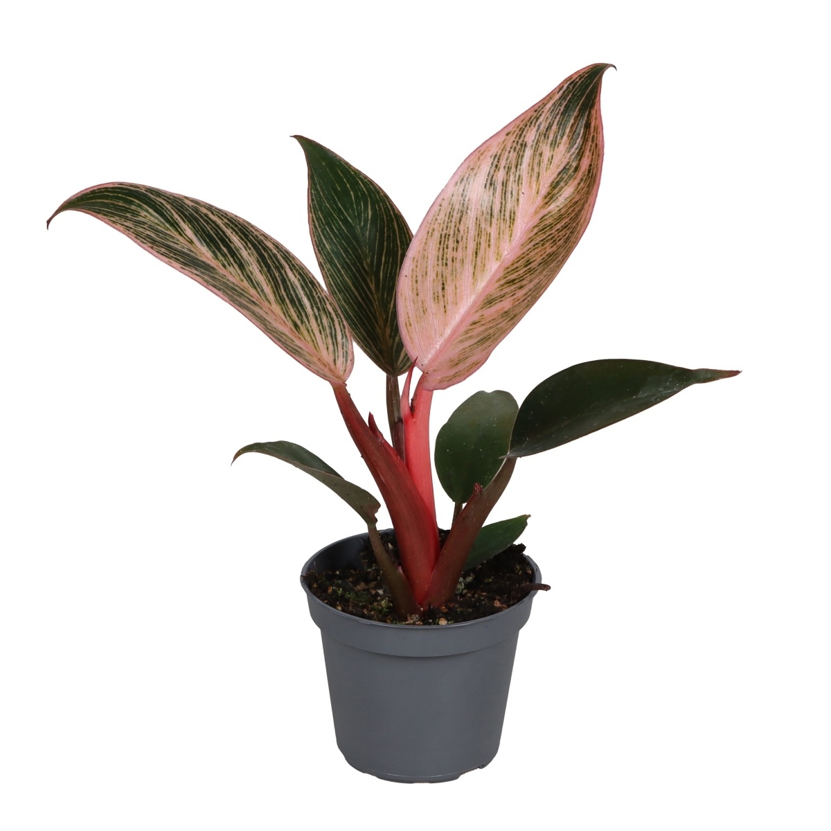 Okrasné pokojové rostliny - Filodendron Pink Bikini květináč 6cm