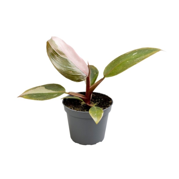 Okrasné pokojové rostliny - Filodendron Pink Princess květináč 12cm