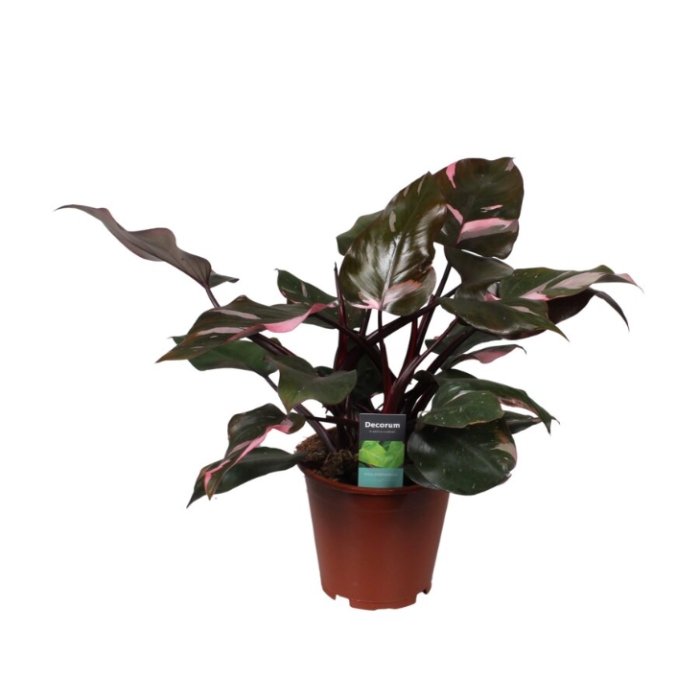Pokojové rostliny okrasné listem - Filodendron 'Pink Princess' květináč 19cm
