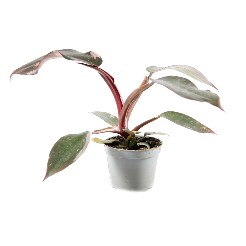 Okrasné pokojové rostliny - Filodendron Pink Princess květináč 6cm