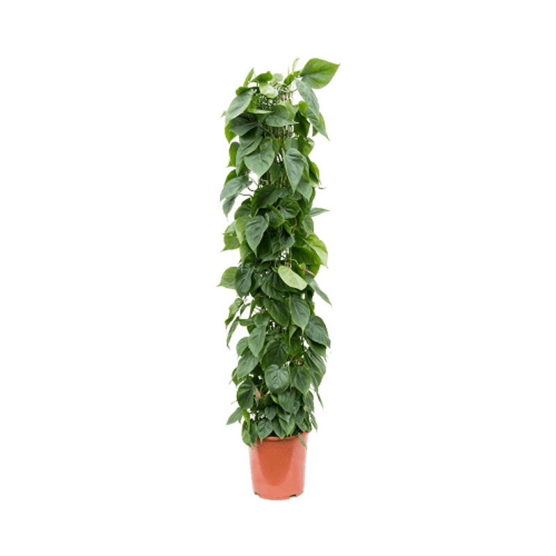 Okrasné pokojové rostliny - Filodendron popínavý výška 150cm, květináč 27cm