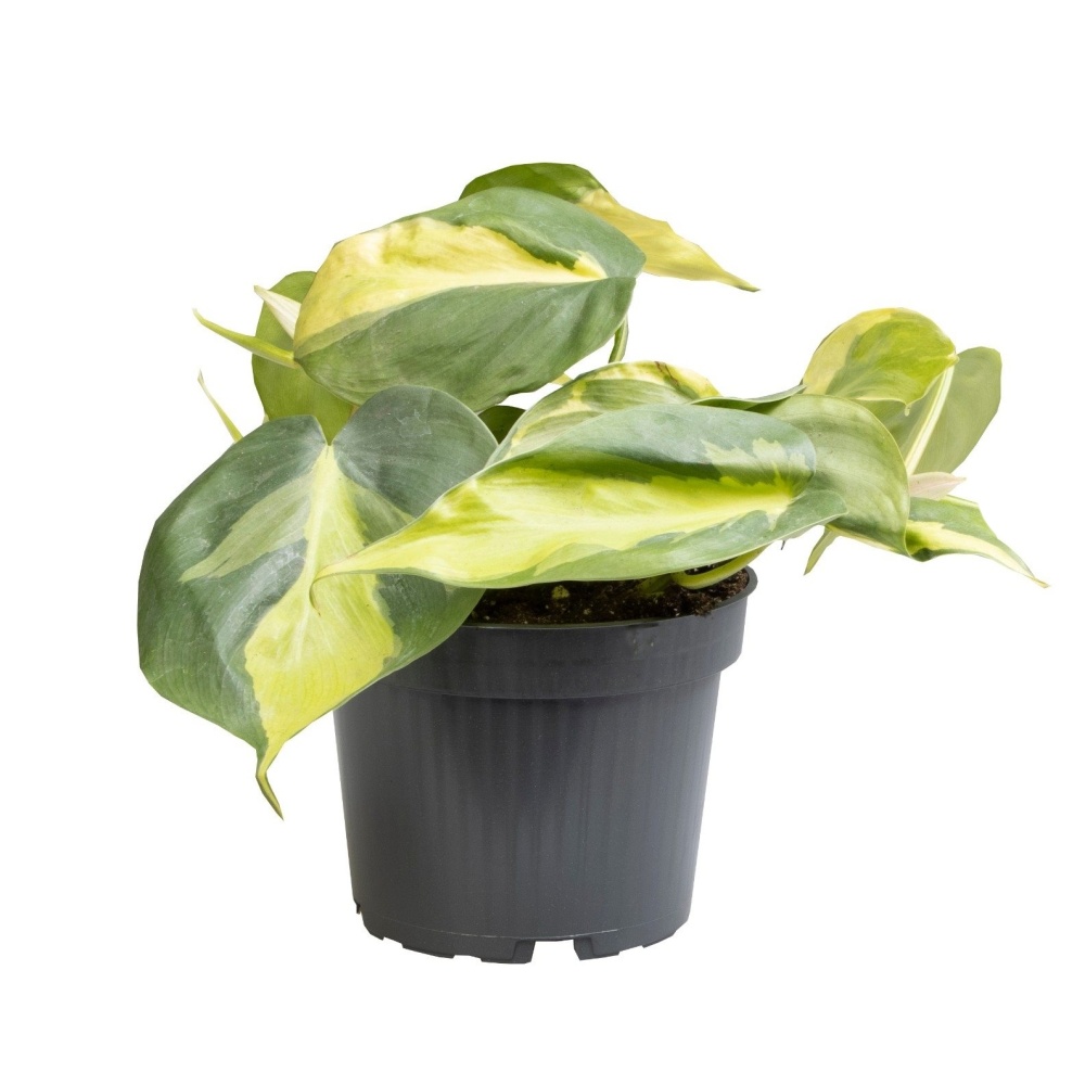 Okrasné pokojové rostliny - Filodendron převislý Brasil květináč 12cm