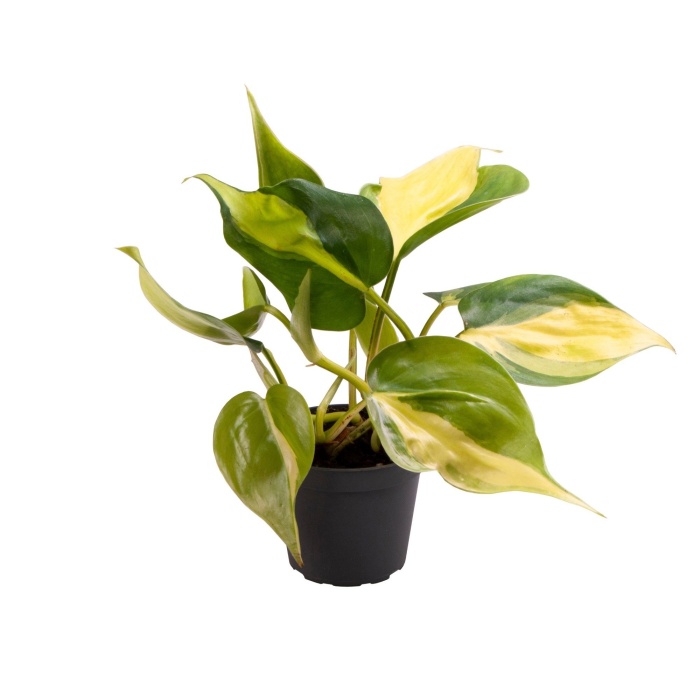 Pokojové rostliny okrasné listem - Filodendron převislý květináč 6cm