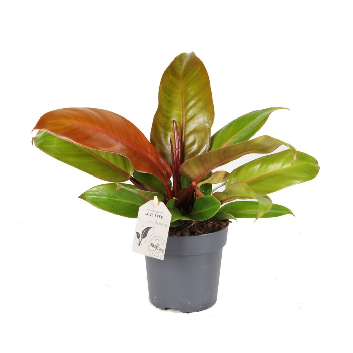 Okrasné pokojové rostliny - Filodendron Prince of Orange květináč 11cm