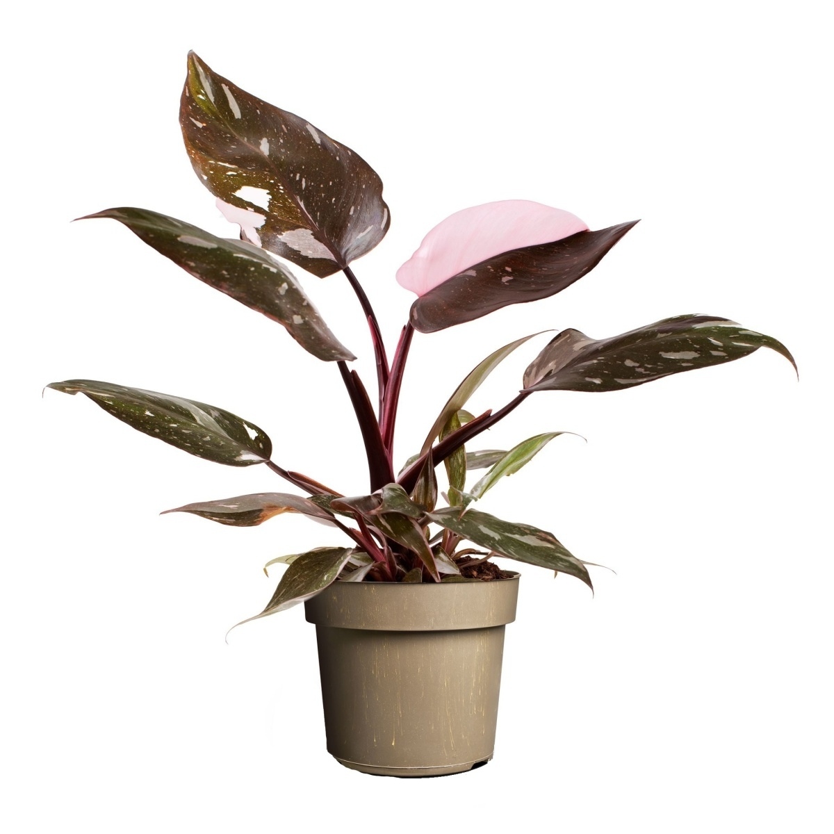 Okrasné pokojové rostliny - Filodendron Red Anderson květináč 11cm