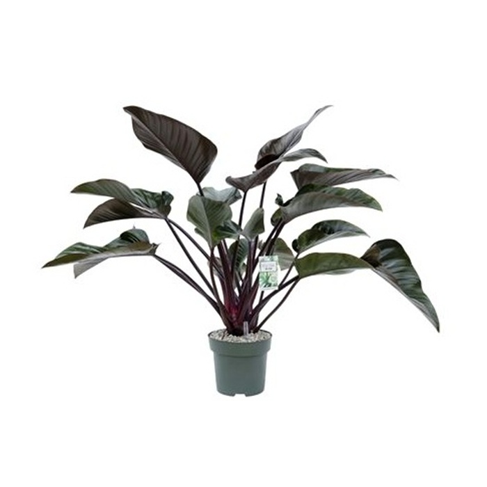 Ekologicky pěstované pokojové rostliny - Filodendron Red Beauty hydroponický květináč 27cm