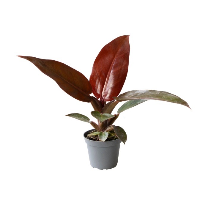 Okrasné pokojové rostliny - Filodendron Red Sun květináč 6cm