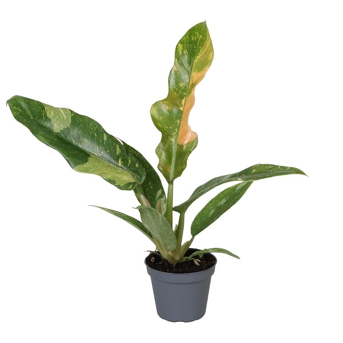 Okrasné pokojové rostliny - Filodendron Ring of Fire květináč 12cm