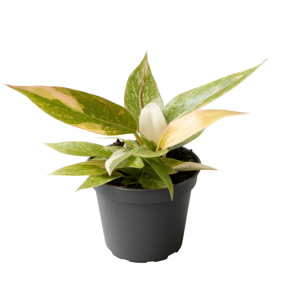 Okrasné pokojové rostliny - Filodendron Ring of Fire květináč 6cm