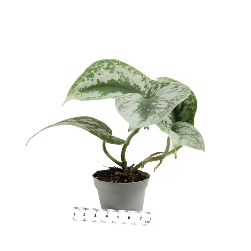 Okrasné pokojové rostliny - Filodendron scandens 'Pictus' květináč 6cm