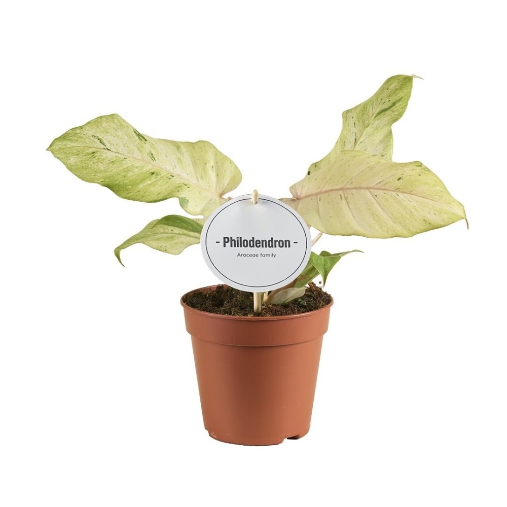 Okrasné pokojové rostliny - Filodendron Snowdrift květináč 12cm