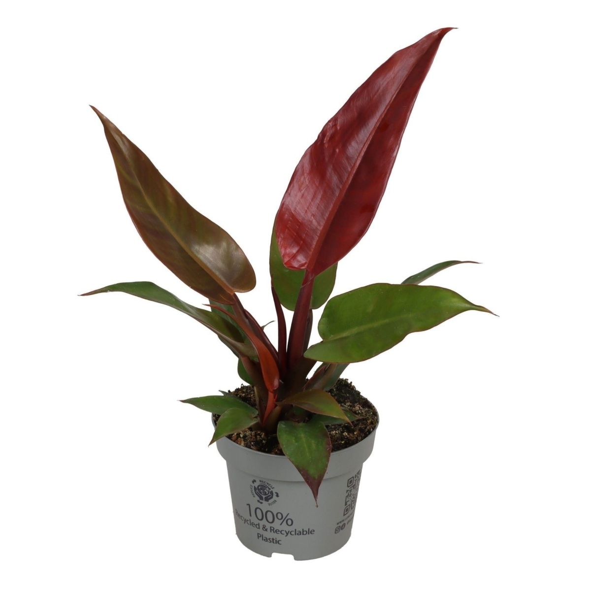 Okrasné pokojové rostliny - Filodendron Sun Red květináč 12cm