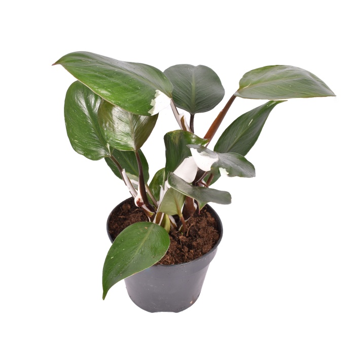 Okrasné pokojové rostliny - Filodendron 'White Knight' květináč 15cm