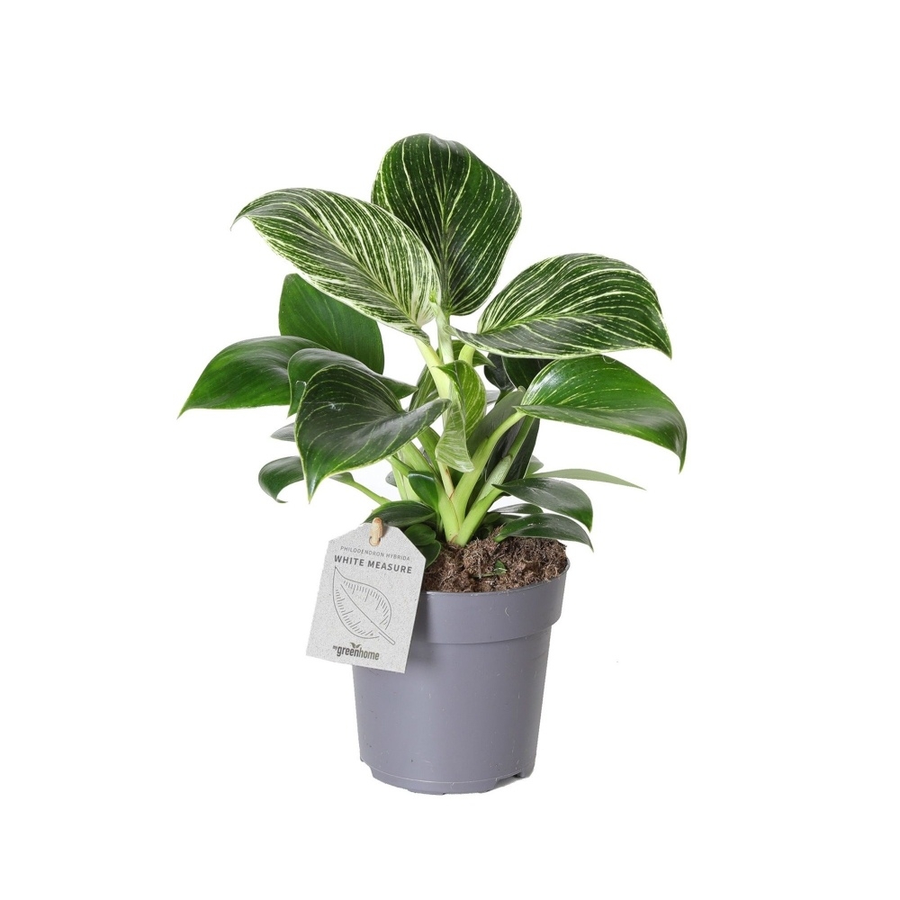 Okrasné pokojové rostliny - Filodendron White Measure květináč 11cm