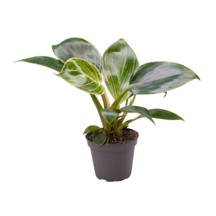 Okrasné pokojové rostliny - Filodendron 'White Measure' květináč 6cm