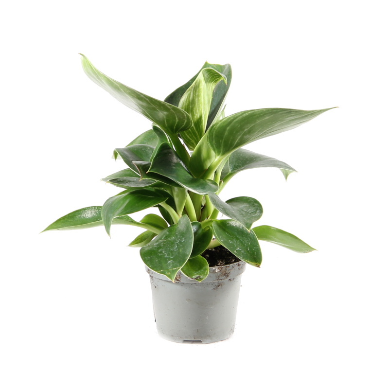 Okrasné pokojové rostliny - Filodendron 'White Measure' květináč 6cm