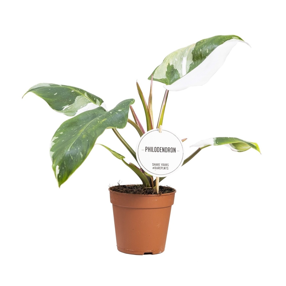 Okrasné pokojové rostliny - Filodendron White Princess květináč 12cm