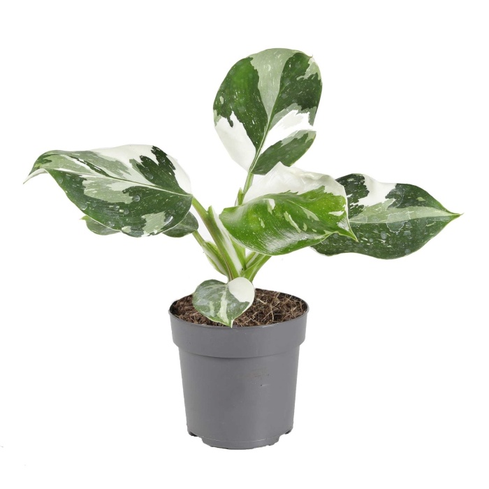 Okrasné pokojové rostliny - Filodendron White Wizard květináč 11cm