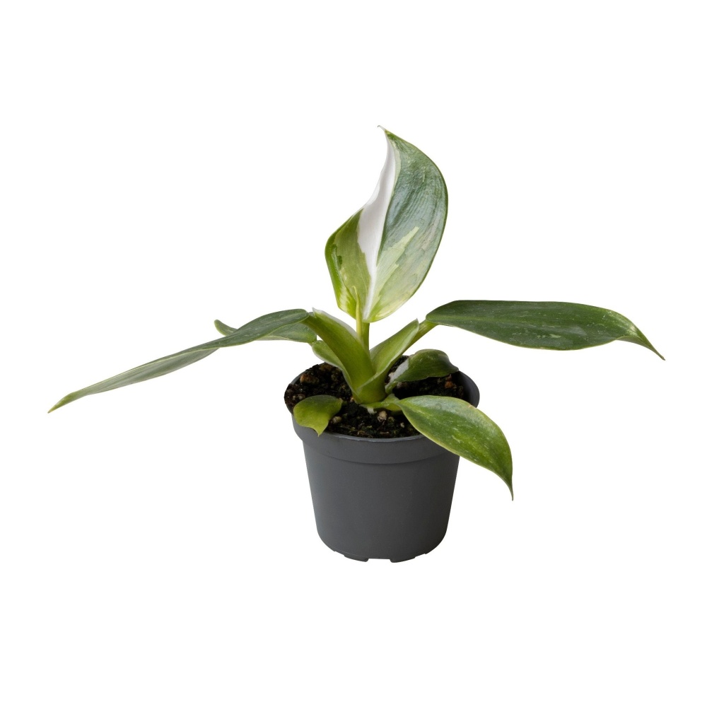 Okrasné pokojové rostliny - Filodendron 'White Wizard' květináč 6cm