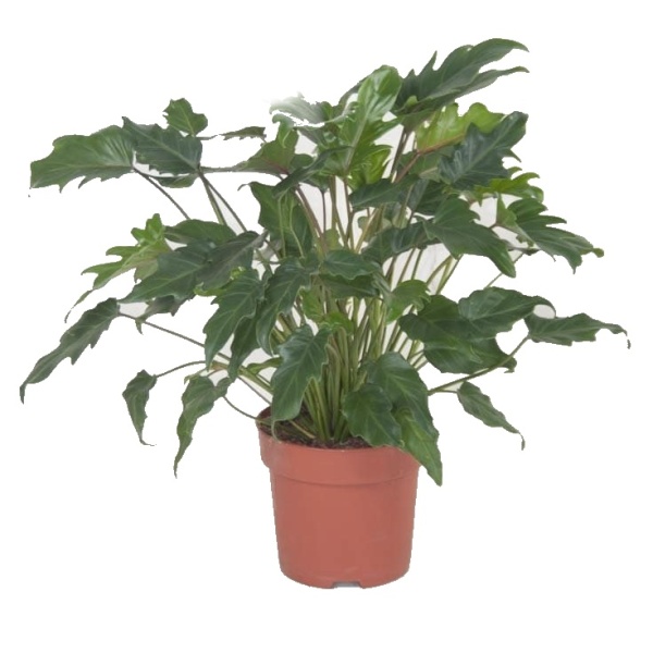 Okrasné pokojové rostliny - Filodendron xanadu květináč 21cm
