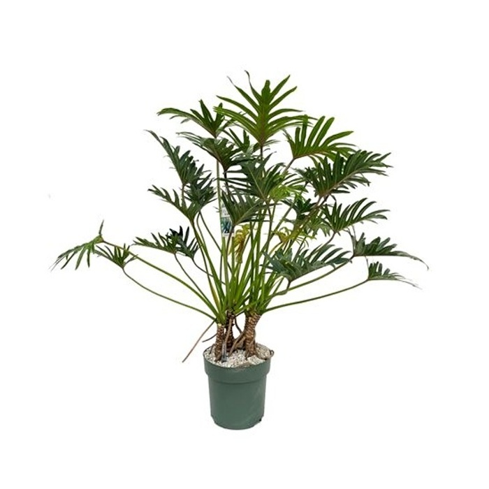 Ekologicky pěstované pokojové rostliny - Filodendron Xantal hydroponický květináč 30cm