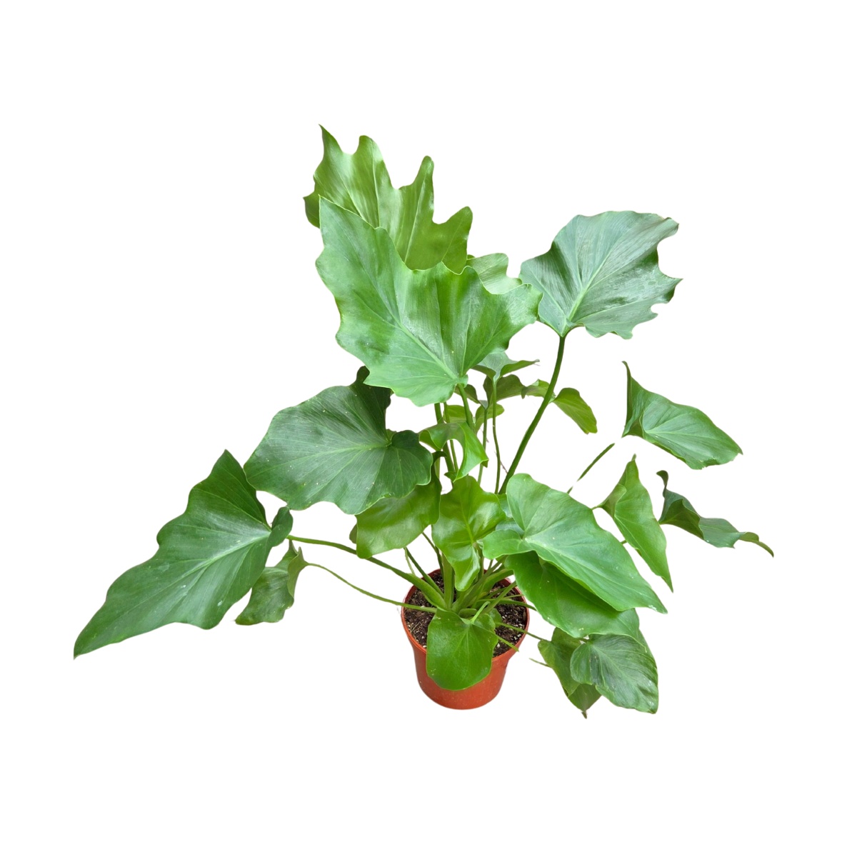 Okrasné pokojové rostliny - Filodendron zpeřený květináč 12cm