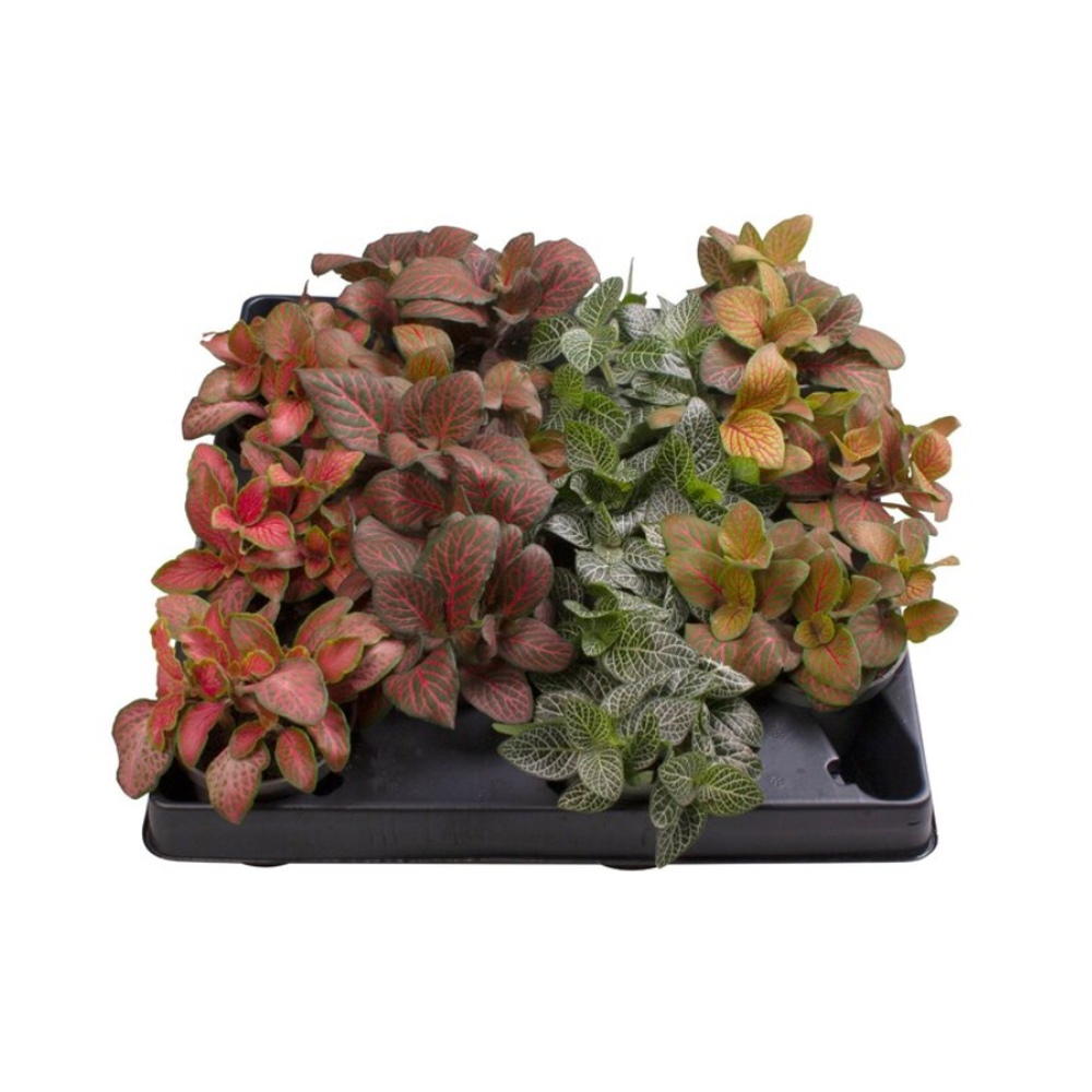 Okrasné pokojové rostliny - Fitónie mix, květináč 6cm