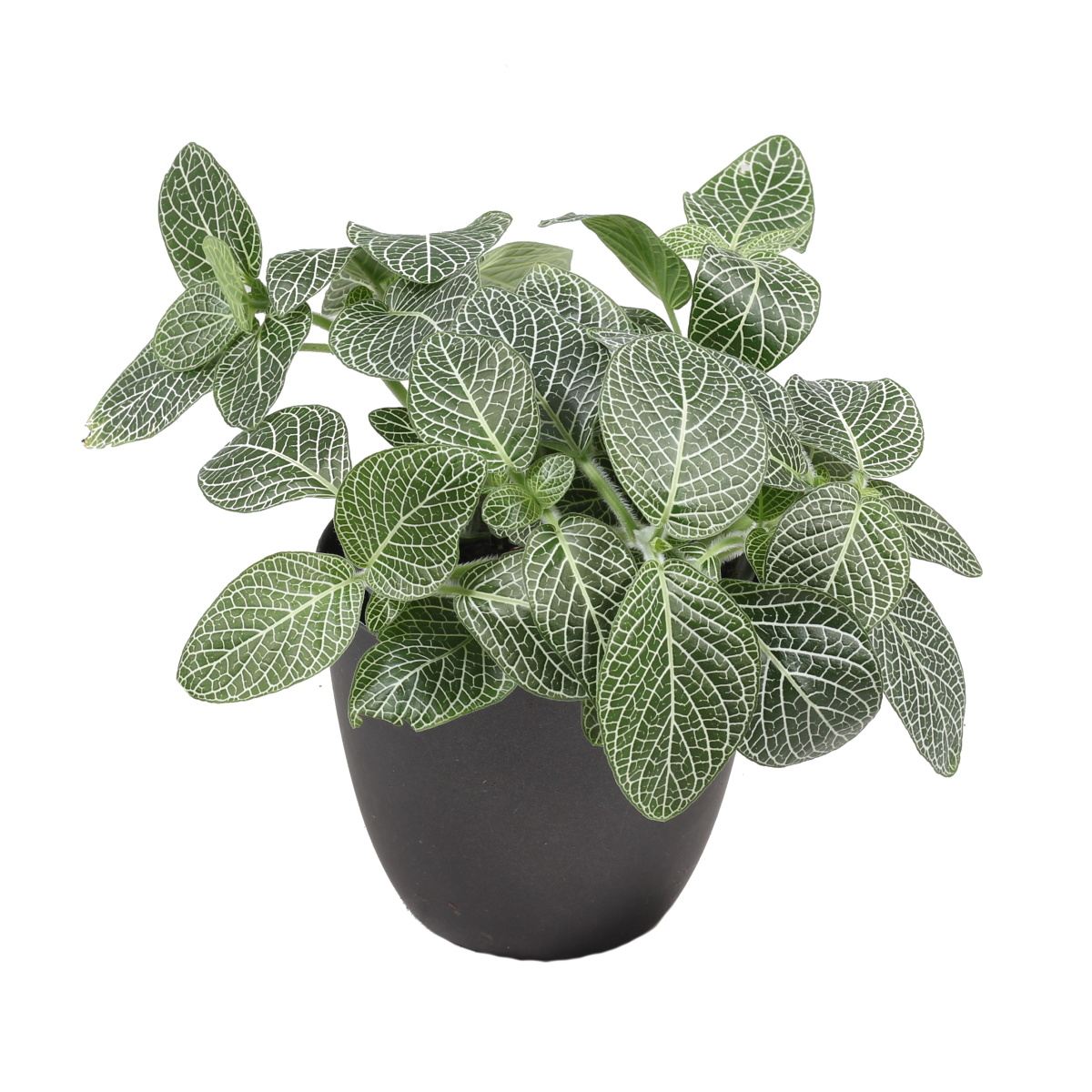 Okrasné pokojové rostliny - Fitónie Mont Blanc květináč 10,5cm