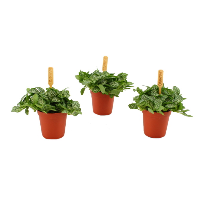 Okrasné pokojové rostliny - Fitónie Verschaffeltova MIX květináč 6cm