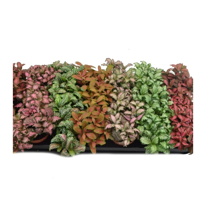 Okrasné pokojové rostliny - Fitónie Verschaffeltova MIX květináč 8,5cm