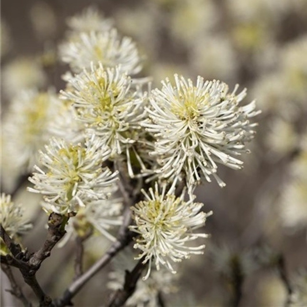 Keře okrasné květem - Fotergila, kustka větší výška 30/40cm, květináč 3 litry