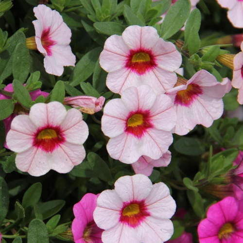 Fruit Punch Lechuza Stone-0