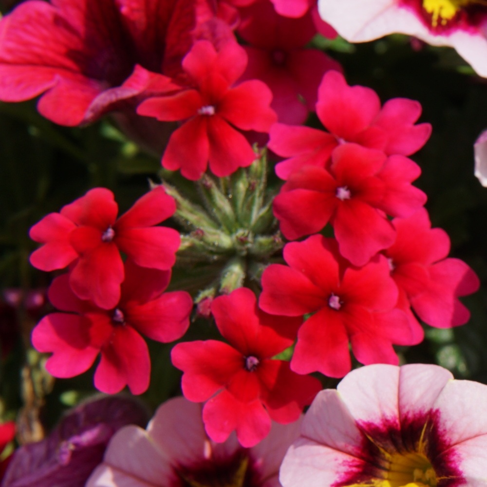 Fruit Punch Lechuza Stone-2