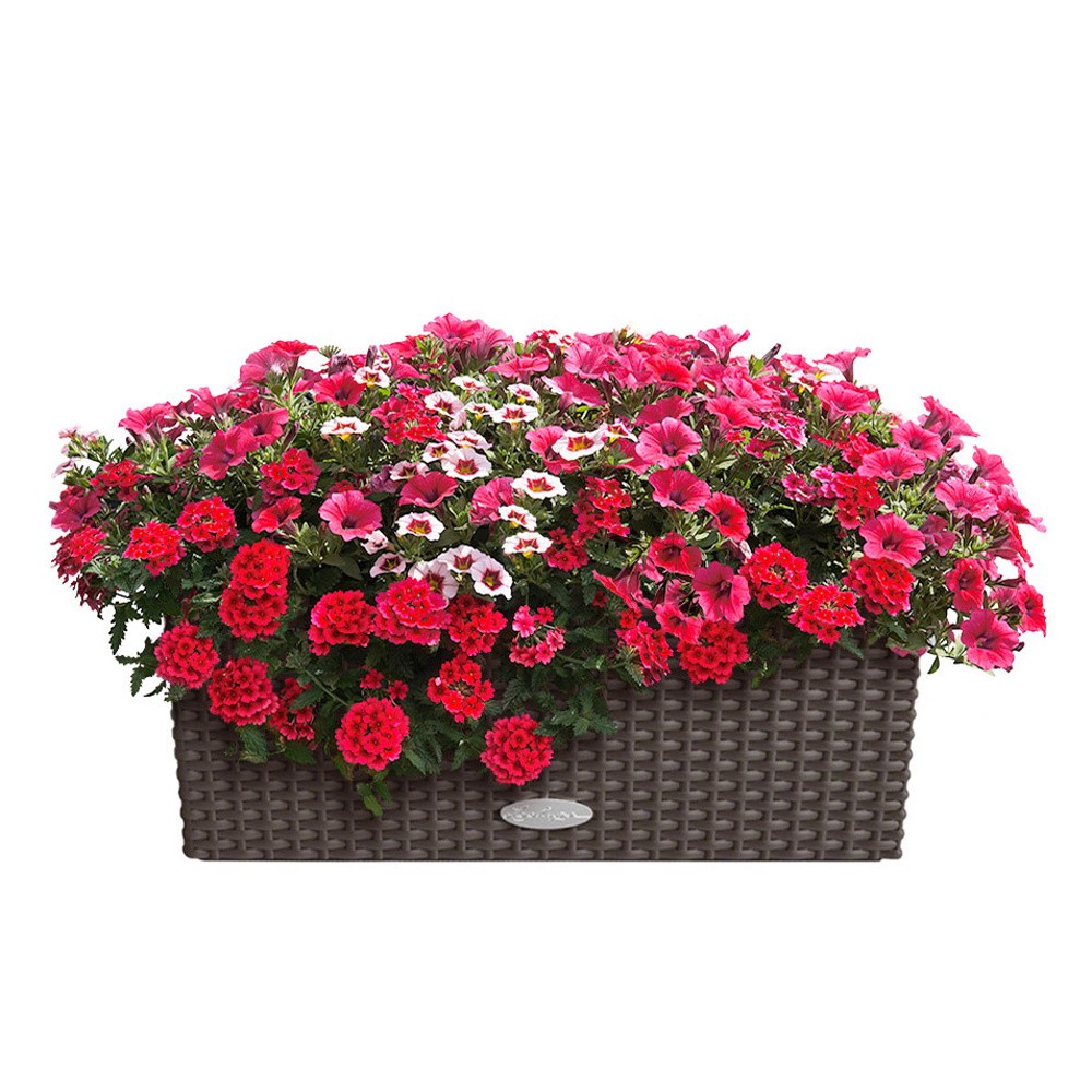 Květinové truhlíky - Fruit Punch Lechuza