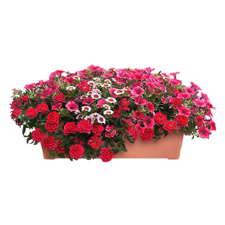 Květinové truhlíky - Fruit Punch