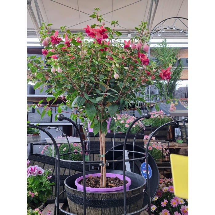 Balkonové květiny - Fuchsie kmínek 120cm, květináč 26 cm