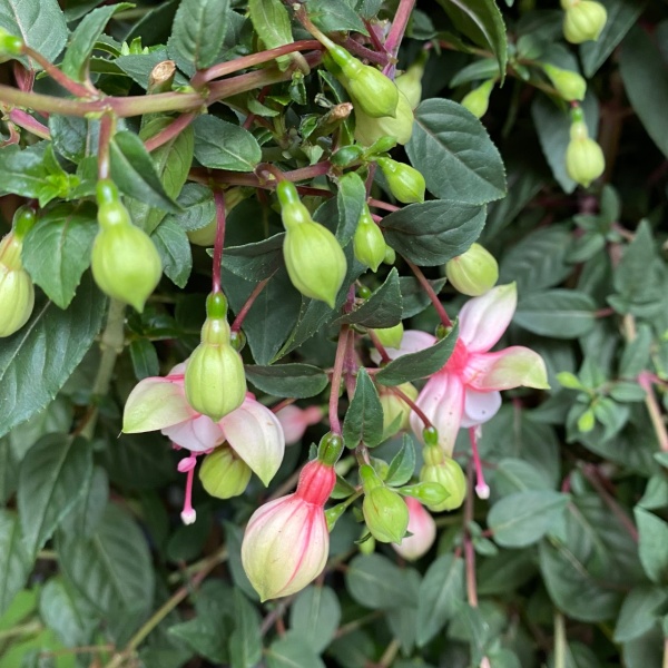 Rostliny - Fuchsie kmínek 80cm, květináč 19 cm