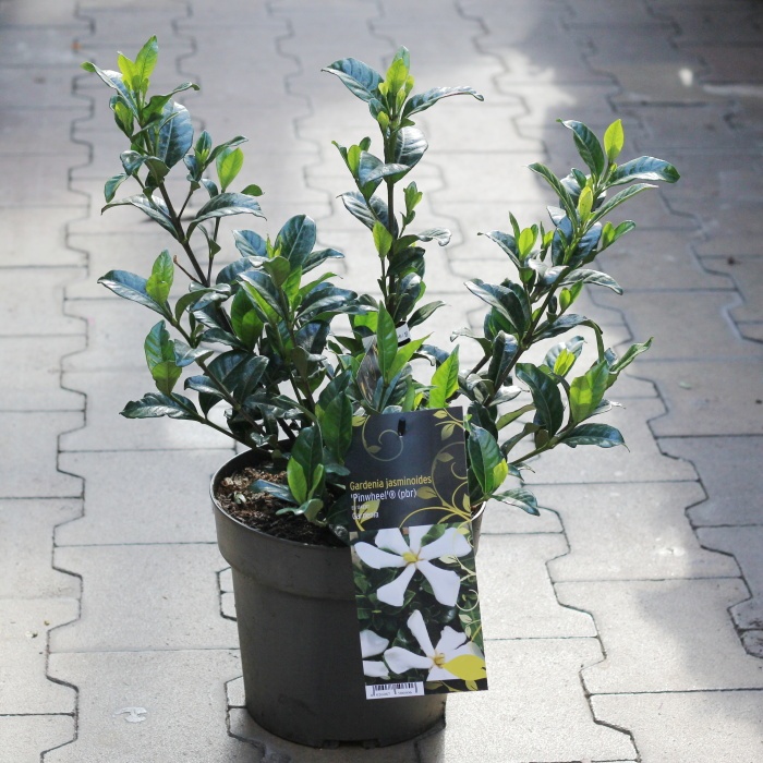 Gardénie jasmínokvětá 'Pinwheel' květináč 4,6 litru-0