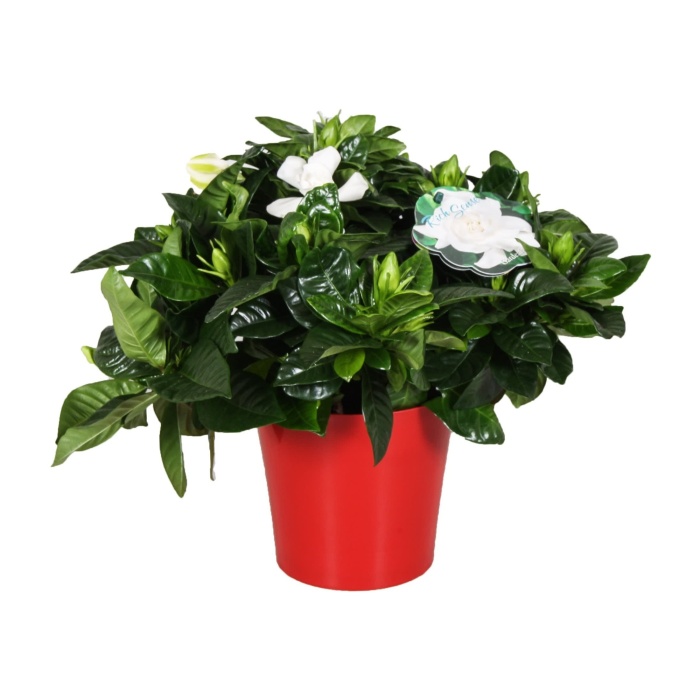 Pokojové rostliny okrasné květem - Gardenie květináč 13cm